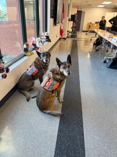 Search and Rescue Dogs - Level 1